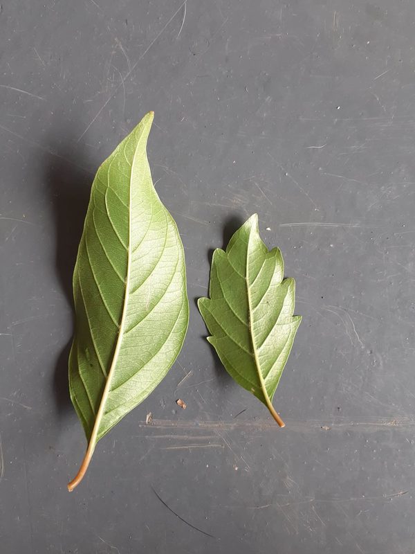 Different leaves