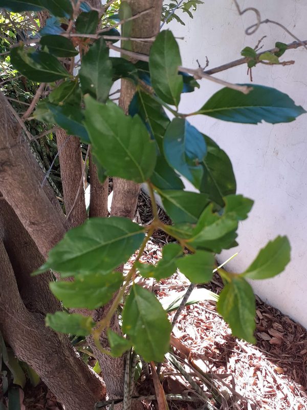 Leaves