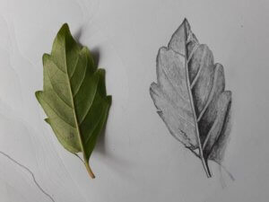 My fiddle leaf drawing